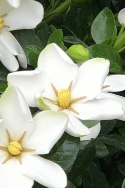 Hardy Fragrant Daisy Gardenia Bush - 6 Pack Of 1 Gallon Pots -Azaleas Store Gardenia Daisy 21 1