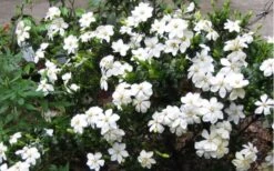 Hardy Fragrant Daisy Gardenia Bush - 6 Pack Of 1 Gallon Pots -Azaleas Store Gardenia Daisy Blooms 2 1