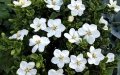 Hardy Fragrant Daisy Gardenia Bush - 3 Gallon Pot 15 Hardy Fragrant Daisy Gardenia Bush - 3 Gallon Pot -Azaleas Store Gardenia Daisy Blooms 3