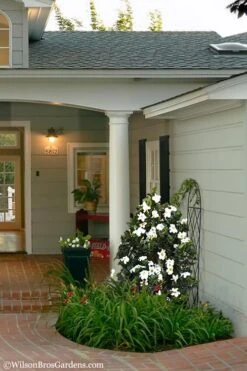 Diamond Spire Gardenia - 3 Gallon Pot -Azaleas Store Gardenia Diamond Spire 5 1