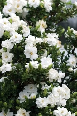 Double Mint Gardenia - 1 Gallon Pot -Azaleas Store Gardenia Double Mint 2 2