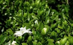 Double Mint Gardenia - 3 Gallon Pot -Azaleas Store Gardenia Double Mint 7 1