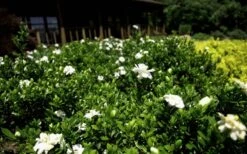 Double Mint Gardenia - 3 Gallon Pot -Azaleas Store Gardenia Double Mint 8 1