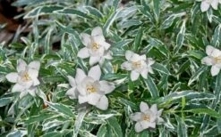 Variegated Creeping Dwarf Gardenia - 6 Pack Of 1 Gallon Pots -Azaleas Store Gardenia Dwarf Radicans Variegated 3 1