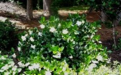 Fall In Love Cold Hardy Gardenia - 1 Gallon Pot -Azaleas Store Gardenia Fallin In Love Shrub