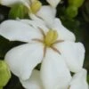 Heaven Scent Gardenia - 2 Gallon Pot 2 Heaven Scent Gardenia - 2 Gallon Pot -Azaleas Store Gardenia Heaven Scent 15 2