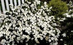 Heaven Scent Gardenia - 6 Pack Of 1 Gallon Pots -Azaleas Store Gardenia Heaven Scent 17