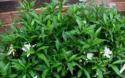 Radicans Creeping Dwarf Gardenia - 6 Pack Of 1 Gallon Pots -Azaleas Store Gardenia Radicans 53