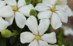 ScentAmazing Gardenia - 1 Gallon Pot -Azaleas Store Gardenia Scentamazing 20