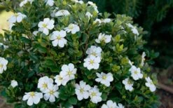 ScentAmazing Gardenia - 2 Gallon Pot -Azaleas Store Gardenia Scentamazing Shrub 1