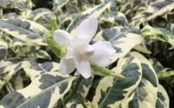 Variegated Gardenia - 1 Gallon Pot -Azaleas Store Gardenia Variegated 1