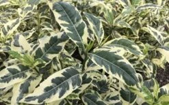 Variegated August Beauty Gardenia - 1 Gallon Pot -Azaleas Store Gardenia Variegated 2 2