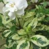 Variegated August Beauty Gardenia - 1 Gallon Pot -Azaleas Store Gardenia Variegated BS 2