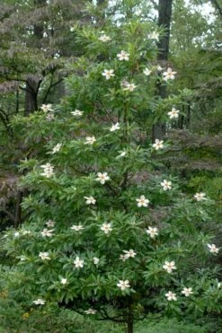 Sweet Tea Mountain Gordlinia - 5 Gallon Pot -Azaleas Store Gordlinia Sweet Tea 12