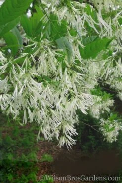 Grancy Graybeard - White Fringe Tree - 7 Gallon Pot (3-4') -Azaleas Store Grancy Graybeard Tree 30