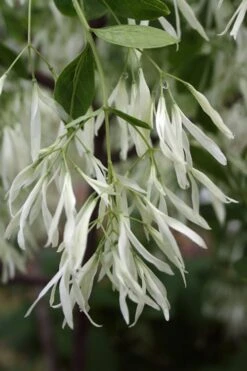 Grancy Graybeard - White Fringe Tree - 7 Gallon Pot (3-4') -Azaleas Store Grancy Graybeard Tree 32