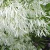 Grancy Graybeard - White Fringe Tree - 7 Gallon Pot (2-3') 1 Grancy Graybeard - White Fringe Tree - 7 Gallon Pot (2-3') -Azaleas Store Grancy Graybeard Tree Flowers 21 500x750 3