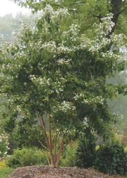 Temple Of Bloom Seven-son Flower (Heptacodium Miconioides) - 5 Gallon Pot 14 Temple Of Bloom Seven-son Flower (Heptacodium Miconioides) - 5 Gallon Pot -Azaleas Store Heptacodium Temple Of Bloom 3