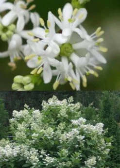 Temple Of Bloom Seven-son Flower (Heptacodium Miconioides) - 5 Gallon Pot 13 Temple Of Bloom Seven-son Flower (Heptacodium Miconioides) - 5 Gallon Pot -Azaleas Store Heptacodium Temple Of Bloom 5