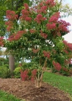 Temple Of Bloom Seven-son Flower (Heptacodium Miconioides) - 5 Gallon Pot 12 Temple Of Bloom Seven-son Flower (Heptacodium Miconioides) - 5 Gallon Pot -Azaleas Store Heptacodium Temple Of Bloom 8