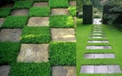 Dwarf Rupturewort Green Carpet (Herniaria Glabra) - 5 Pack Of Quart Pots -Azaleas Store Herniaria Dwarf Rutpurewort 2