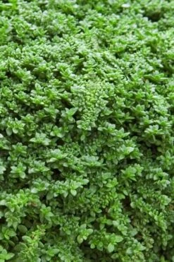 Dwarf Rupturewort Green Carpet (Herniaria Glabra) - 5 Pack Of Quart Pots -Azaleas Store Herniaria Dwarf Rutpurewort 20