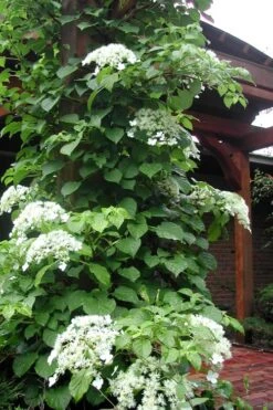 Climbing Hydrangea 'Petiolaris' - 3 Gallon Pot 20 Climbing Hydrangea 'Petiolaris' - 3 Gallon Pot -Azaleas Store Hydrangea Climbing Petiolaris 10