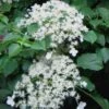 Climbing Hydrangea 'Petiolaris' - 1 Gallon Pot (2.5-3') -Azaleas Store Hydrangea Climbing Petiolaris 11 1