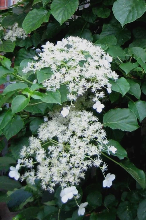 Climbing Hydrangea 'Petiolaris' - 1 Gallon Pot (2.5-3') 3 Climbing Hydrangea 'Petiolaris' - 1 Gallon Pot (2.5-3')