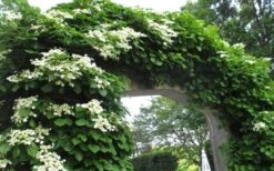 Climbing Hydrangea 'Petiolaris' - 3 Gallon Pot 21 Climbing Hydrangea 'Petiolaris' - 3 Gallon Pot -Azaleas Store Hydrangea Climbing Petiolaris 13