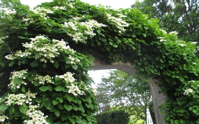Climbing Hydrangea 'Petiolaris' - 3 Gallon Pot 11 Climbing Hydrangea 'Petiolaris' - 3 Gallon Pot - Image 9