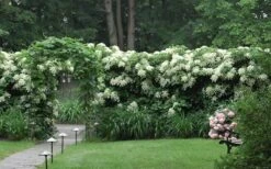 Climbing Hydrangea 'Petiolaris' - 1 Gallon Pot (2.5-3') 22 Climbing Hydrangea 'Petiolaris' - 1 Gallon Pot (2.5-3') -Azaleas Store Hydrangea Climbing Petiolaris 16 1