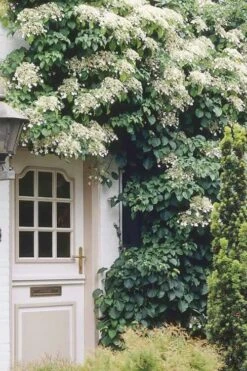 Climbing Hydrangea 'Petiolaris' - 1 Gallon Pot (2.5-3') 17 Climbing Hydrangea 'Petiolaris' - 1 Gallon Pot (2.5-3') -Azaleas Store Hydrangea Climbing Petiolaris 17 1