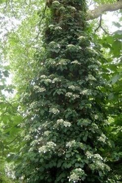 Climbing Hydrangea 'Petiolaris' - 1 Gallon Pot (2.5-3') 18 Climbing Hydrangea 'Petiolaris' - 1 Gallon Pot (2.5-3') -Azaleas Store Hydrangea Climbing Petiolaris 8 1