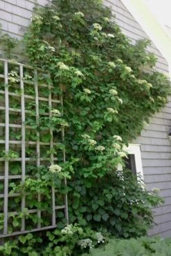 Climbing Hydrangea 'Petiolaris' - 3 Gallon Pot 23 Climbing Hydrangea 'Petiolaris' - 3 Gallon Pot -Azaleas Store Hydrangea Climbing Petiolaris 9