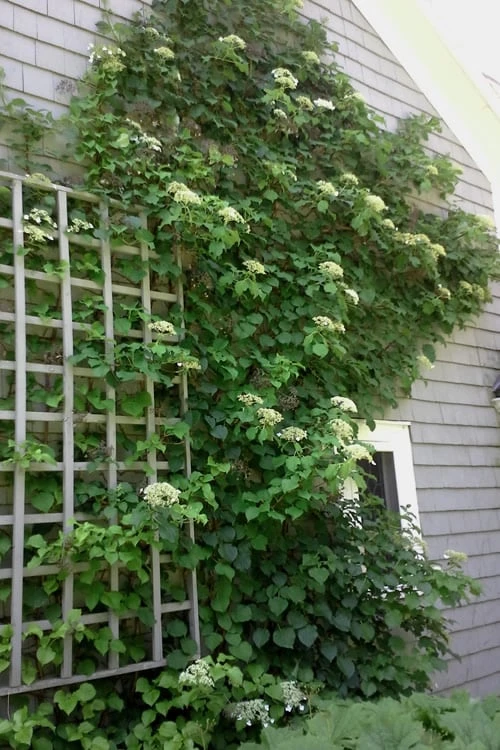Climbing Hydrangea 'Petiolaris' - 3 Gallon Pot 13 Climbing Hydrangea 'Petiolaris' - 3 Gallon Pot - Image 11