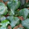 Algerian Ivy - Hedera Helix - 10 Count Flat Of Pint Pots -Azaleas Store Ivy Algerian 500x750 1
