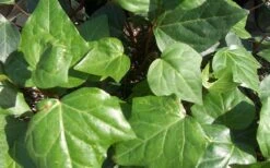 Algerian Ivy - Hedera Helix - 10 Count Flat Of Pint Pots -Azaleas Store Ivy Algerian Closeup
