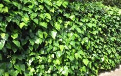 Algerian Ivy - Hedera Helix - 10 Count Flat Of Pint Pots -Azaleas Store Ivy Algerian Landscape
