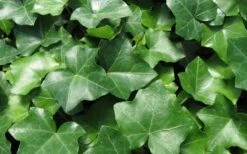 English Ivy - Hedera Helix - 18 Count Flat Of Pint Pots -Azaleas Store Ivy English 1