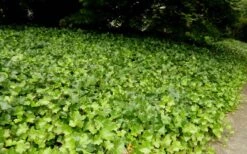 English Ivy - Hedera Helix - 18 Count Flat Of Pint Pots -Azaleas Store Ivy English 2
