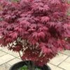 Red Japanese Maple - Acer Palmatum 'Atropurpureum' - 1 Gallon Pot -Azaleas Store Japanese Maple Atropurpureum 1