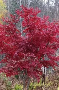 Red Japanese Maple - Acer Palmatum 'Atropurpureum' - 1 Gallon Pot -Azaleas Store Japanese Maple Atropurpureum 3