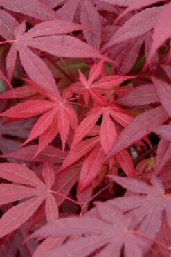 Red Japanese Maple - Acer Palmatum 'Atropurpureum' - 1 Gallon Pot -Azaleas Store Japanese Maple Atropurpureum 4