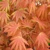 Autumn Moon Japanese Maple - 5 Gallon Pot (3-4') -Azaleas Store Japanese Maple Autumn Moon 2