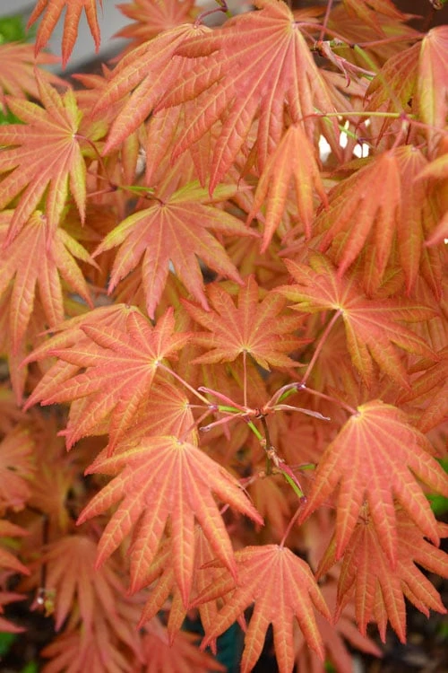 Autumn Moon Japanese Maple - 5 Gallon Pot (3-4') 3 Autumn Moon Japanese Maple - 5 Gallon Pot (3-4')