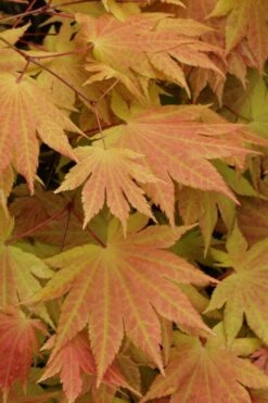 Autumn Moon Japanese Maple - 5 Gallon Pot (3-4') 12 Autumn Moon Japanese Maple - 5 Gallon Pot (3-4') -Azaleas Store Japanese Maple Autumn Moon 3