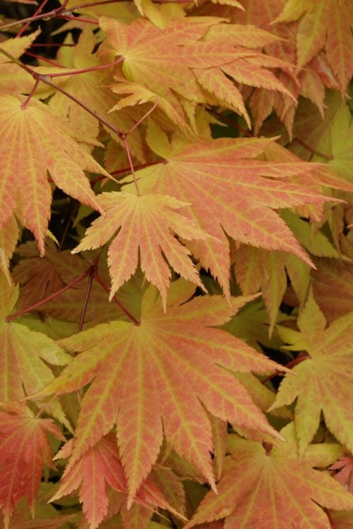 Autumn Moon Japanese Maple - 5 Gallon Pot (3-4') 6 Autumn Moon Japanese Maple - 5 Gallon Pot (3-4') - Image 4