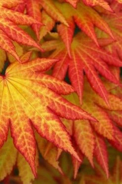 Autumn Moon Japanese Maple - 5 Gallon Pot (3-4') 13 Autumn Moon Japanese Maple - 5 Gallon Pot (3-4') -Azaleas Store Japanese Maple Autumn Moon 4