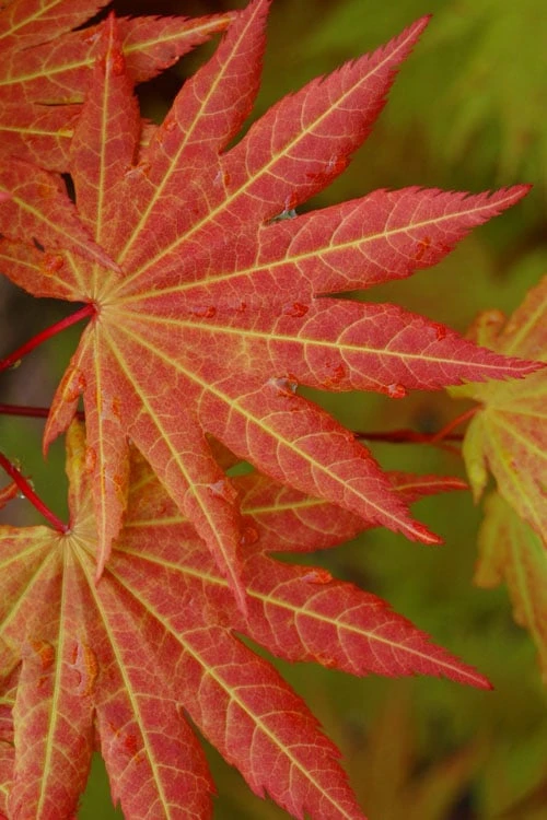 Autumn Moon Japanese Maple - 5 Gallon Pot (3-4') 8 Autumn Moon Japanese Maple - 5 Gallon Pot (3-4') - Image 6
